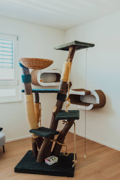 istock Cat tree in a modern house. High quality photo 1423540381
