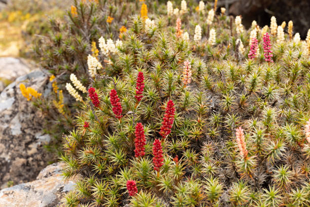 flores de escopo coloridas crescendo perto da piscina bethesda em paredes do parque nacional de jerusalém - parque nacional das muralhas de jerusalém - fotografias e filmes do acervo