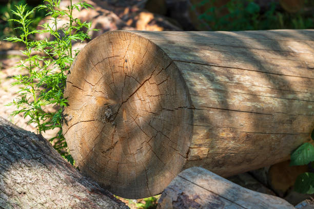 istock Visible cut of a tree with annual rings. 1423541571