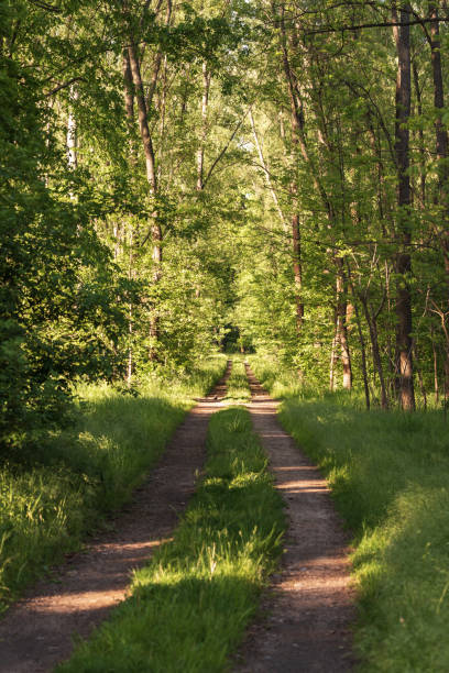 istock The forest path between the green trees is illuminated by the sun. 1423541827