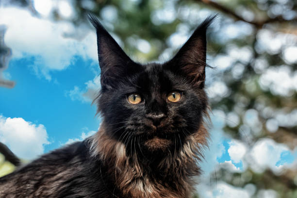 istock A lovely big black maine coon kitten. 1423542443
