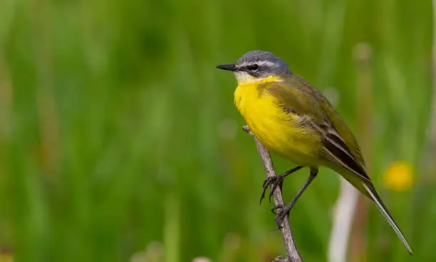 Photo of Western yellow wagtail, Motacilla flava. The bird sits on the stem of a dry plant