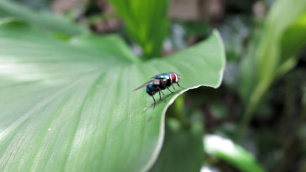 istock Flies perched on the leaves1 1423543957