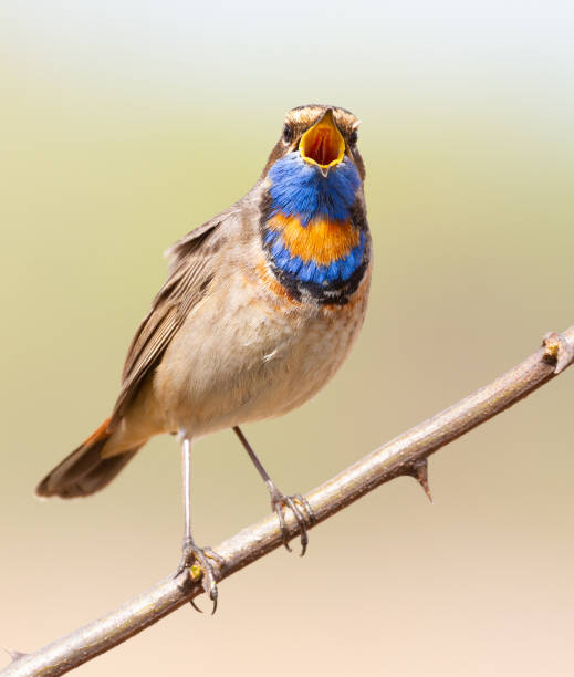 istock Bluethroat, Luscinia svecica. Singing bird sitting on a branch 1423545051