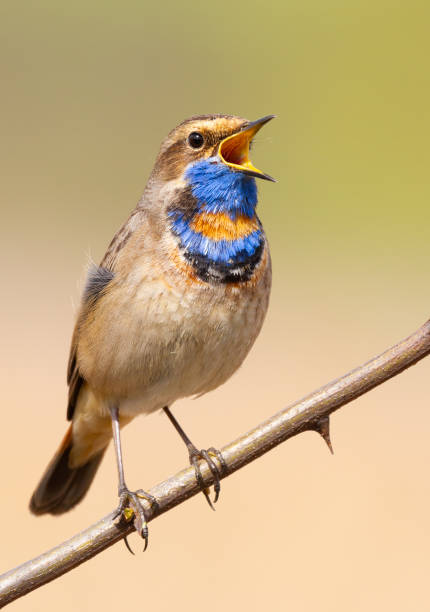 istock Bluethroat, Luscinia svecica. Singing bird sitting on a branch 1423545058