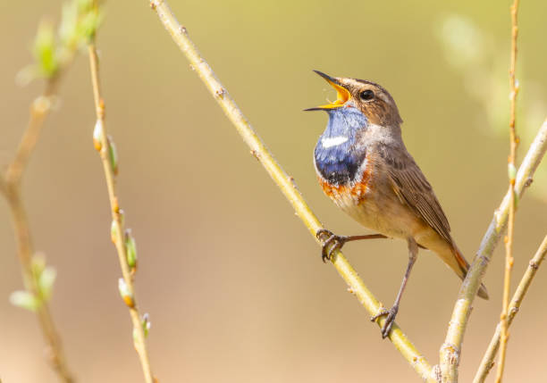 istock Bluethroat, Luscinia svecica. Singing bird sitting on a branch 1423545068