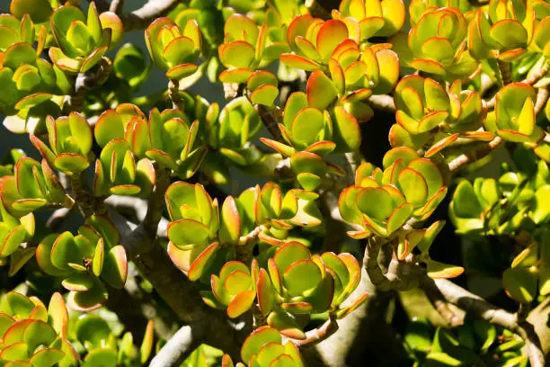 Crassula ovata Hummel's Sunset in home garden, sunny day. Cultivation of plants in the home garden