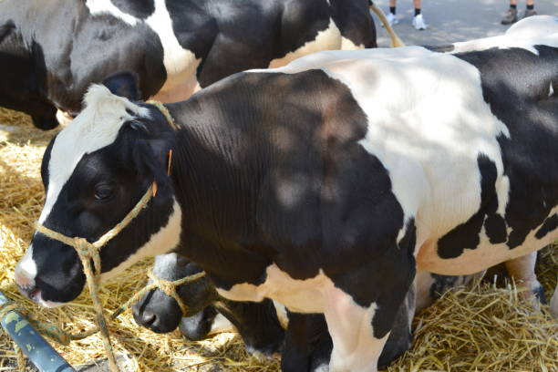 istock Calf to sell 1423547466