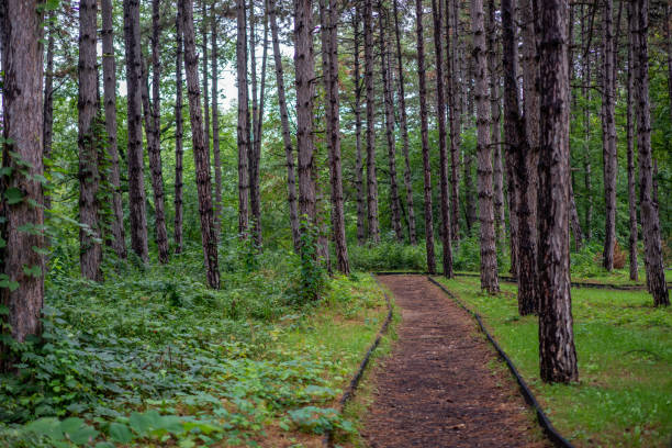 istock Pathway in the forest park with pine trees on a cloudy rainy autumn day 1423547511