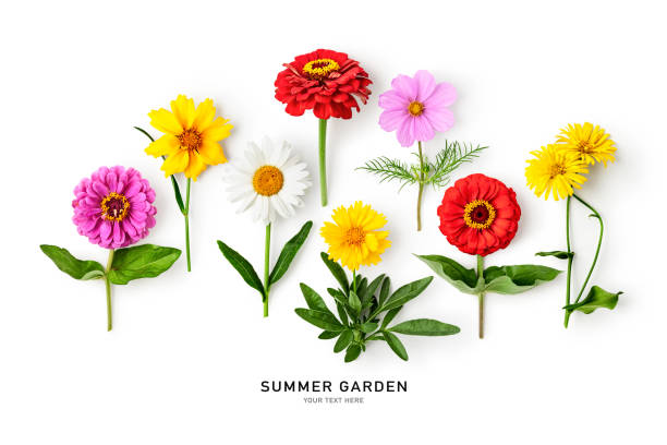 istock Daisy summer flowers on white background 1423548039