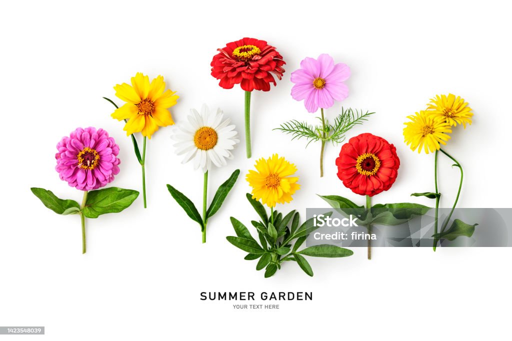 Daisy summer flowers on white background Summer flowers creative layout. Daisy, cosmos, zinnia, tickseed  and doronicum flower with stem and leaves isolated on white background. Floral pattern. Design element. Top view, flat lay Daisy Stock Photo