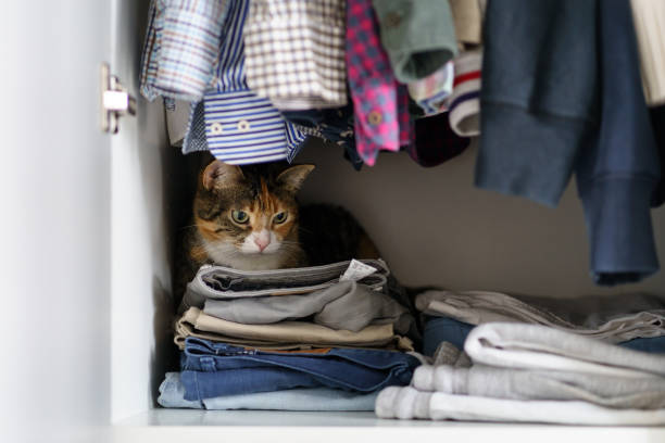 istock Cute Cat Hiding In Wardrobe At Home. Selective Focus 1423549672