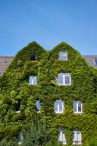 Ordinary townhouses covered with ivy / wild vine .