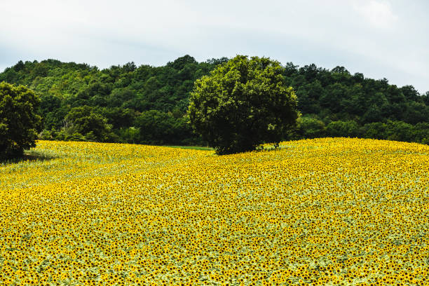 cultivation of sunflowers in the field