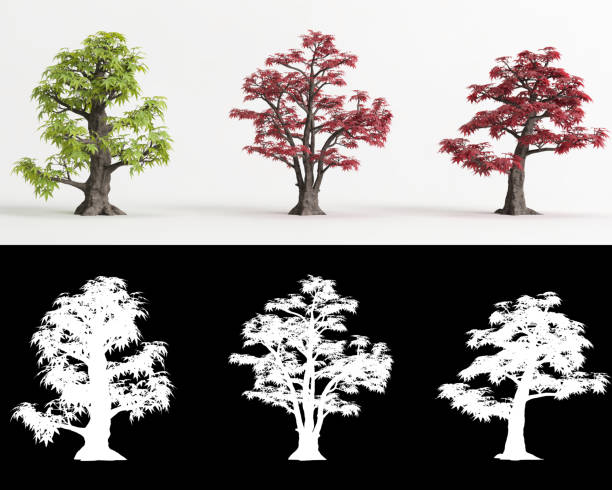 ilustracja 3d zestawu acer palmatum bonsai izolowanego na biało i jego maski - tree isolated maple tree green zdjęcia i obrazy z banku zdjęć