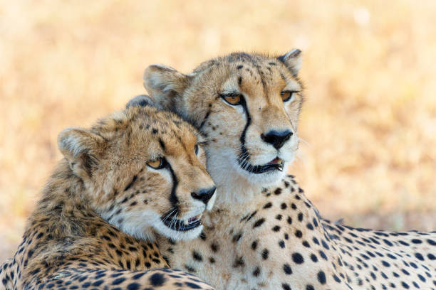 Portrait of a cheetah mother and cub in Mashatu Game Reserve in the Tuli Block in Botswana