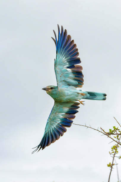 istock European Roller flying in Kruger National Park 1423552746