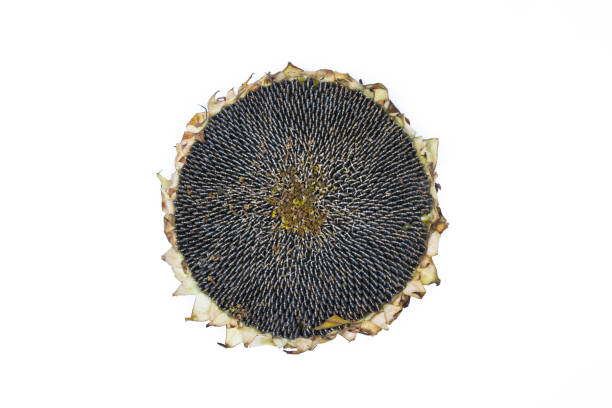 Ripe sunflower and sunflower seeds