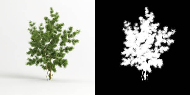 istock 3d illustration of Asparagus retrofractus tree isolated on white and its mask 1423553086