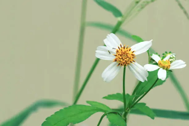 Photo of White flowers