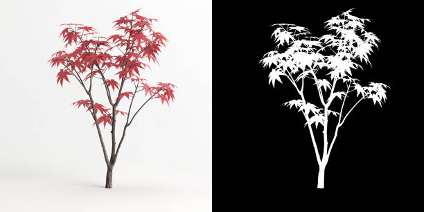 ilustracja 3d drzewa acer palmatum izolowanego na białym i jego masce - tree isolated maple tree green zdjęcia i obrazy z banku zdjęć