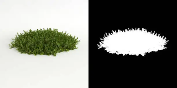 3d illustration of Bryophyte tree isolated on white and its mask