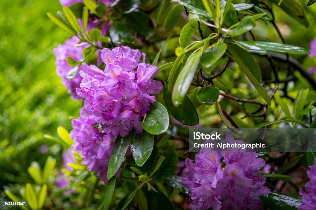 Purple Rhododendrons in the rain Purple Rhododendrons in the rain. 2022 Stock Photo