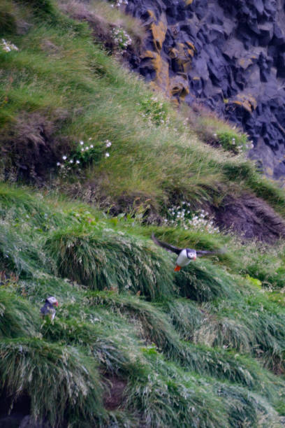 Puffin flying off cliff Puffin flying off cliff Reynisfjara Black Sand Beach, Vik, South Iceland puffins resting stock pictures, royalty-free photos & images