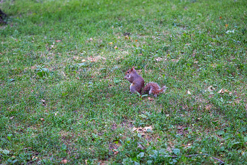 One of the famous squirrels in Central Park having an eye on the many tourists - are they dangerous or have the food for me?