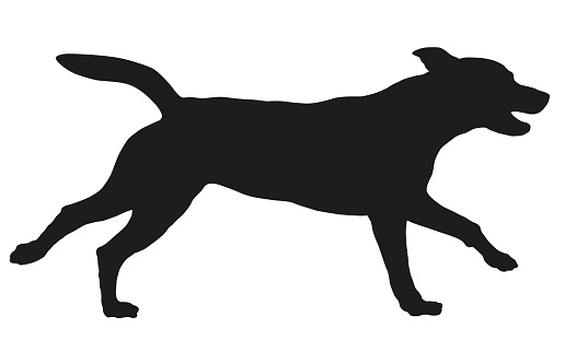 Running and jumping american pit bull terrier puppy. Black dog silhouette. Pet animals. Isolated on a white background. Vector illustration.