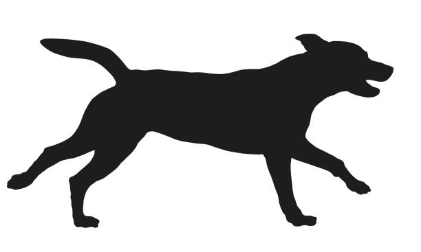 Running and jumping american pit bull terrier puppy. Black dog silhouette. Pet animals. Isolated on a white background. Running and jumping american pit bull terrier puppy. Black dog silhouette. Pet animals. Isolated on a white background. Vector illustration. pitbull graphic stock illustrations