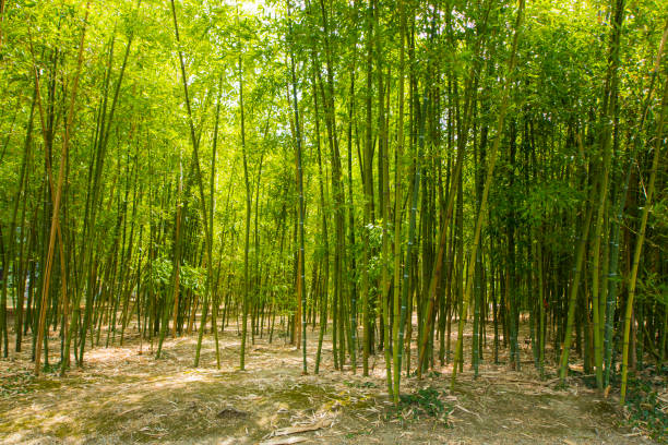 istock Bamboo forest, trees in the spring, green color background 1423559453