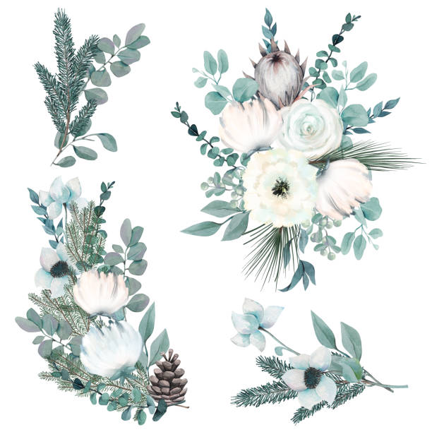 ilustrações, clipart, desenhos animados e ícones de coleção de buquês de inverno de aquarela com flores brancas e plantas; clipart floral de natal no fundo branco - christmas wedding bride winter