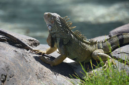 Big poised posing iguana between two rock in Aruba.