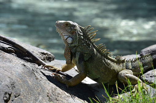 Amazing up close look at a large iguana in Aruba.