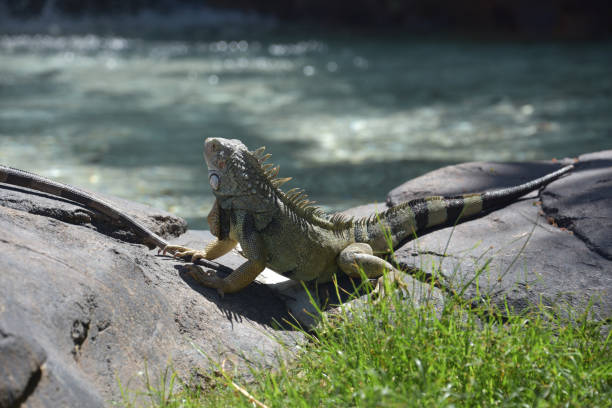 istock Iguana Looking Down at a Shallow Pool of Water 1423561713