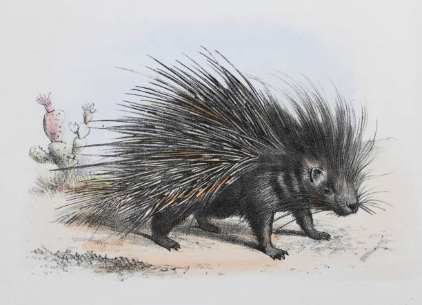 jeżozwierz czubaty (hystrix cristata) - ilustracja w kolorze vintage - jeżozwierz obrazy stock illustrations