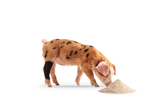 Piglet eating from a pile of grain livestock food isolated on white background
