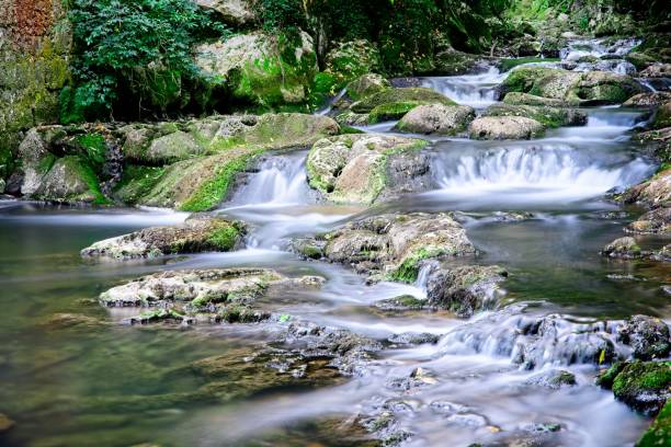 The water flows between moss-covered stones in a forest river