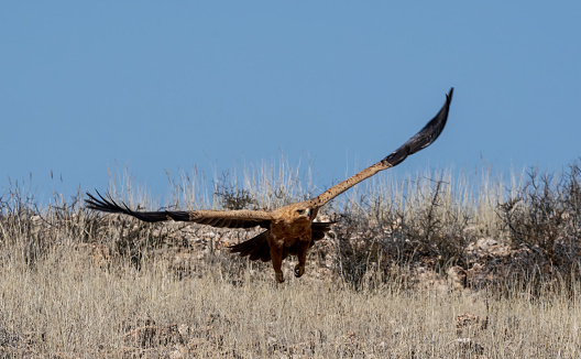 A Tawny Eagle in flight over Kalahari savannah