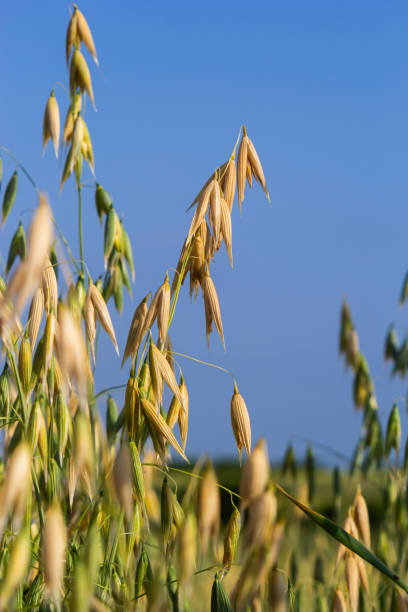 istock Avena sativa, Common oat, cereal grain grown for human consumption as oatmeal and rolled oat 1423563588