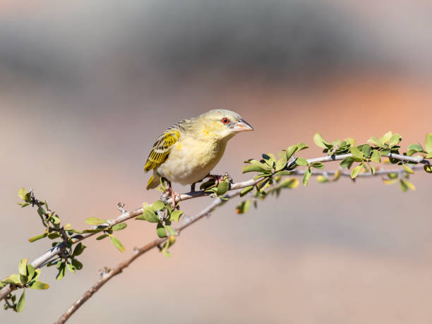 istock Southern Masked Weaver 1423564423