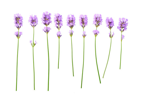 istock Lavender flowers isolated on white background. 1423564433