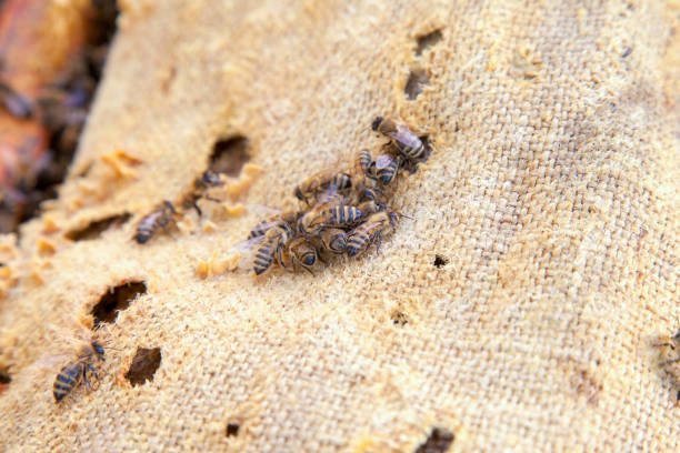 istock Bees swarming on vintage textile background. 1423567050