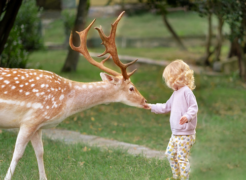 Brave little blonde girl, toddler,kid feeding animal, big brown deer with antlers outdoors in forest,park,farm. Wildlife, nature and child, friendship, care concept