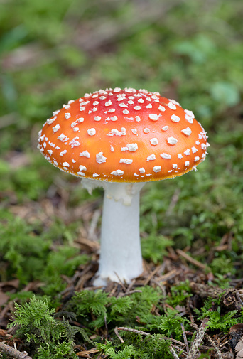 Group Of Fly Agaric With Red Caps On Mossy Forest Ground