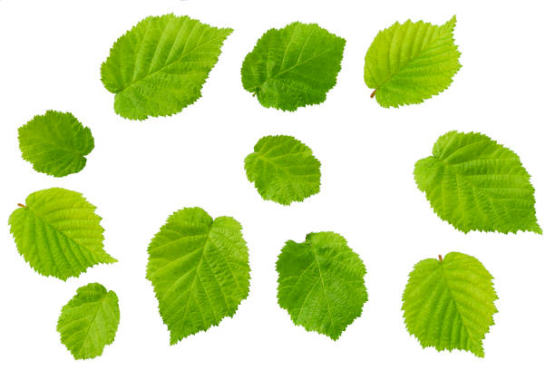 istock hazelnut leaves isolated on white background. green leaves isolated. 1423568251