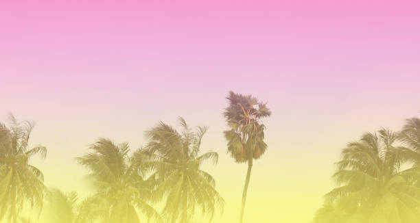 istock The banner of Summer colorful theme with palm trees background as texture frame image background 1423569006