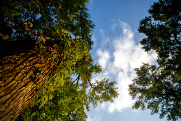Looking up into forest canopy in Jasper National Park