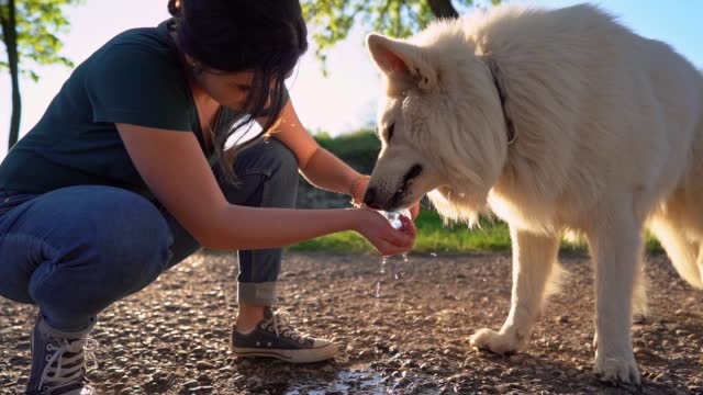 Woman gives water to her thirsty Switzerland shepherd dog
